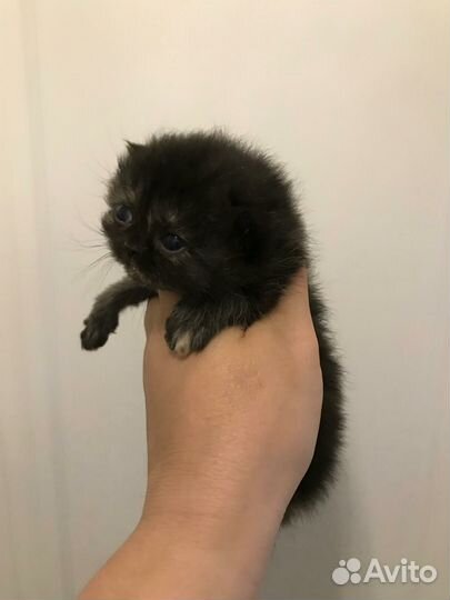 Экзотическая кошечка котёнок 1мес