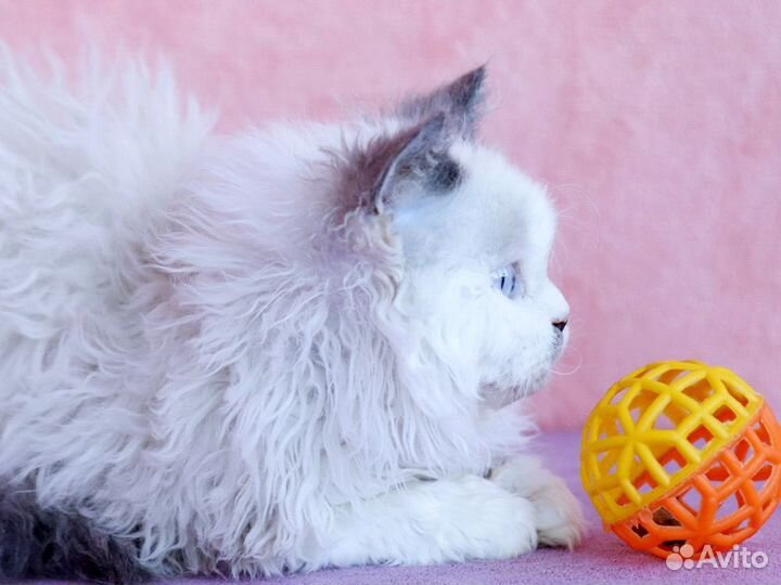 Селкирк рекс Лунтик