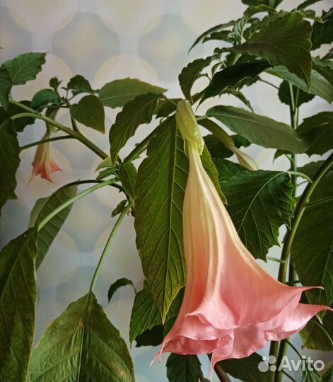 Бругмансия (черенки)