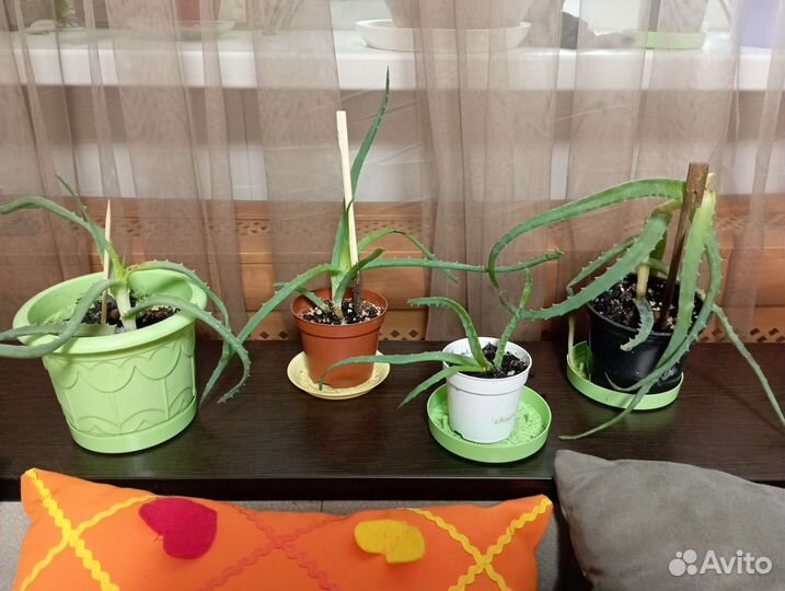 Алоэ столетник лечебный