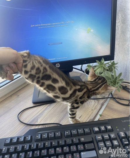 Бенгальские котята