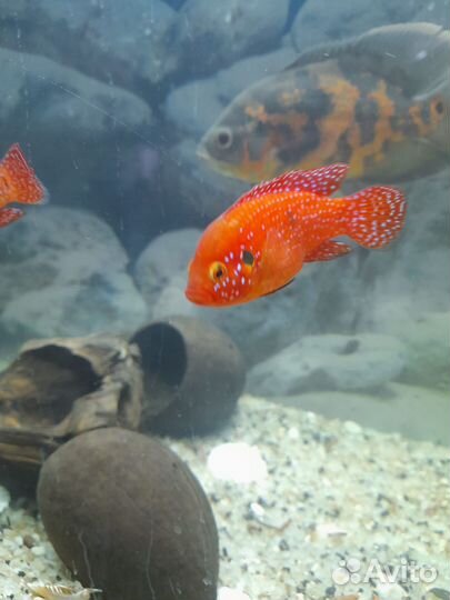 Аквариум с рыбками