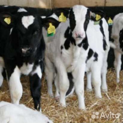 Бычки для откорма