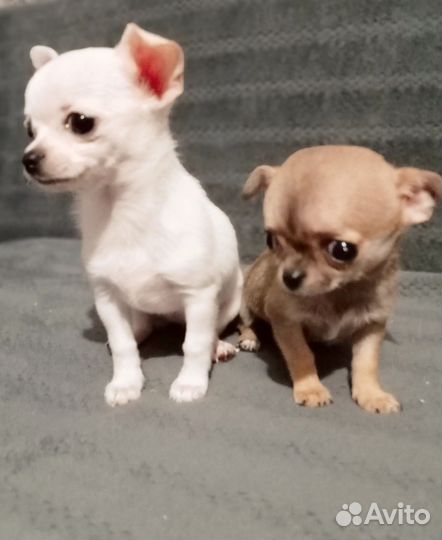Щенки чихуахуа мини гладкошерстные