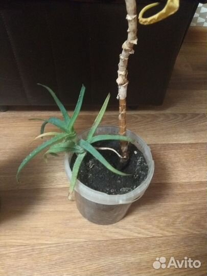 Продаю алоэ (столетник)