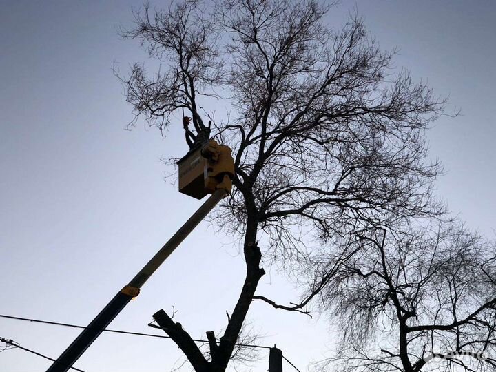 Спил деревьев