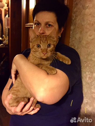 Передержка домашних кошек, с 22 октября