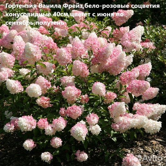 Гортензии различных сортов