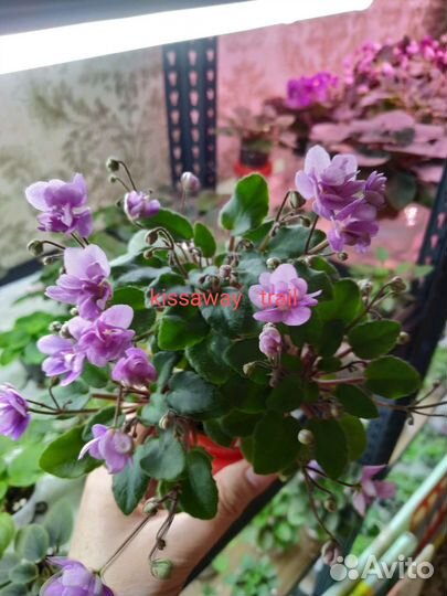 Фиалки трейлеры