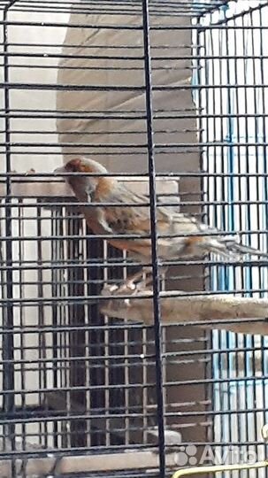 Кенара и канарейки