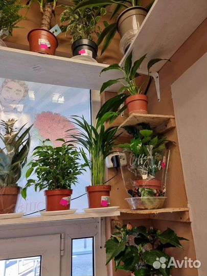 Комнатные растения, цветы