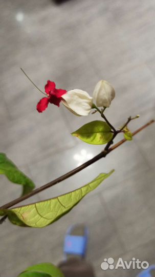 Клеродендрум томсона