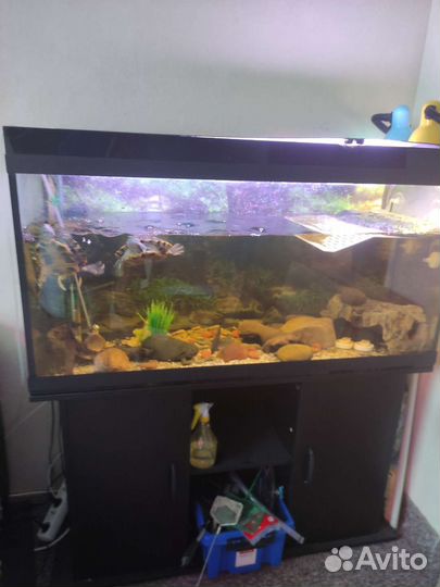 Аквариум 200 литров с красноухими черепахами