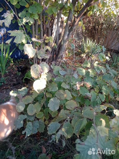 Саженцы лесной орех