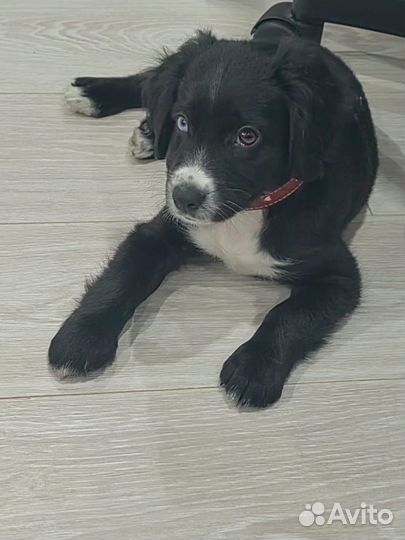 Русский спаниель