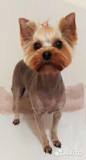 Стрижка собак и кошек Ялта