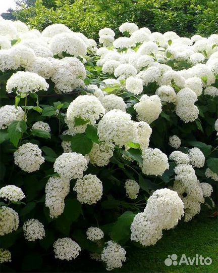 Гортензия «Анабель».Саженцы. Рассада цветов