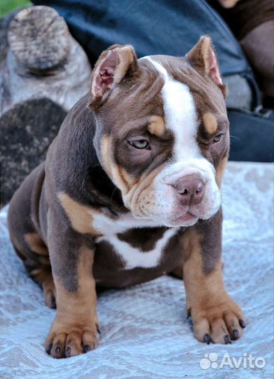 Американский булли щенки