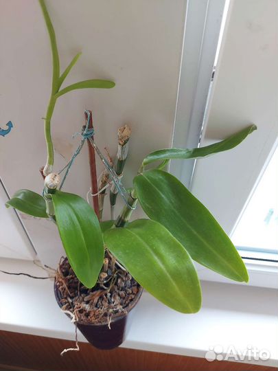 Дендробиум нобиле