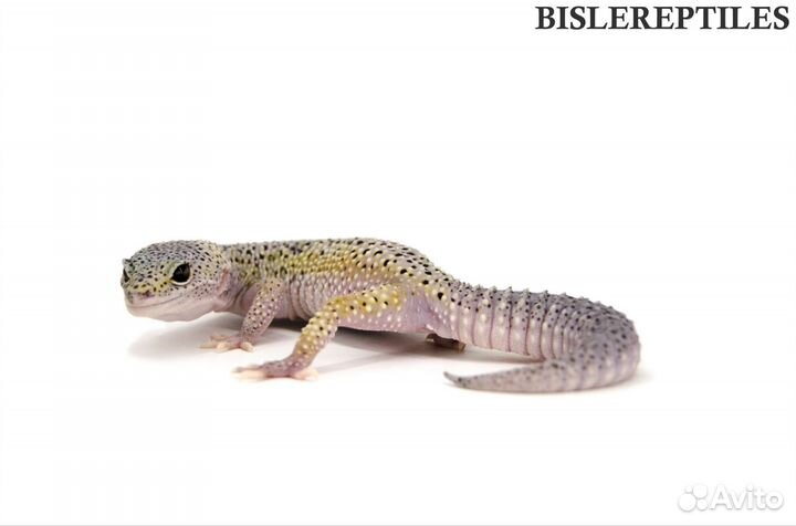 Пятнистый и Иранский эублефар