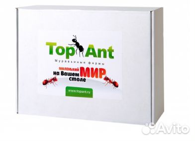 Муравьиная ферма