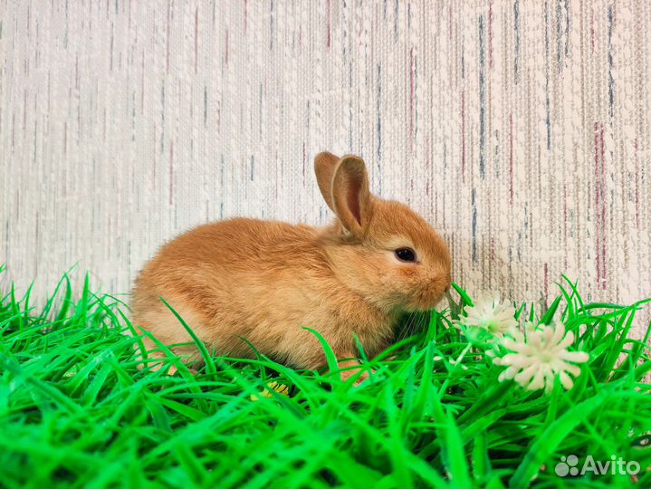 Королевский Карликовый кролик - премиум, Ручной