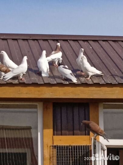 Бойные голуби