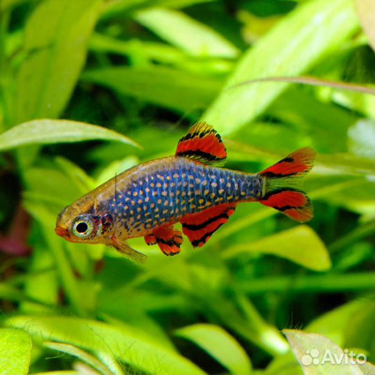 Эритромикрон. Рыбки. Аквариум. Галактика