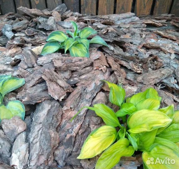 Кора сосновая Мульча сосновая Бесплатная доставка