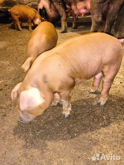 Поросята породы дюрок