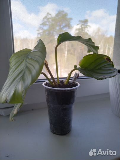 Калатея орбифолия