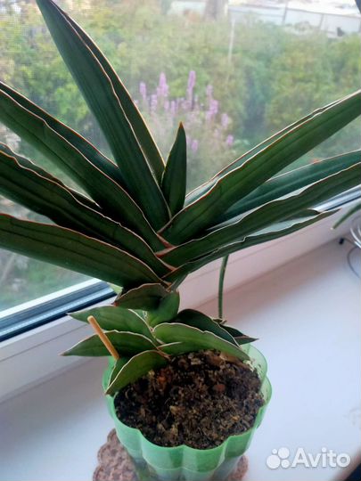 Сансевиерия Самурай