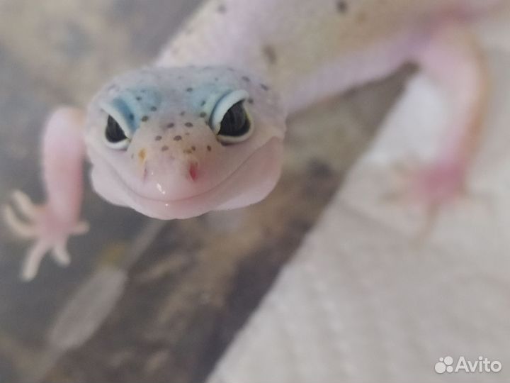 Эублефар, ящерица, геккон 2023
