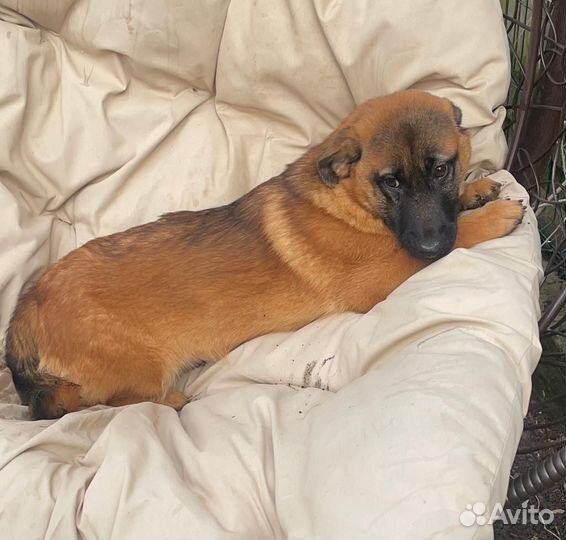 Отдам щенка метиса таксы рыжего мальчика