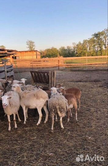 Катумские ягнята