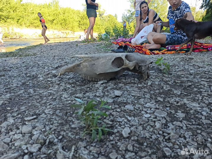 Череп лошадиный(верхняя челюсть)