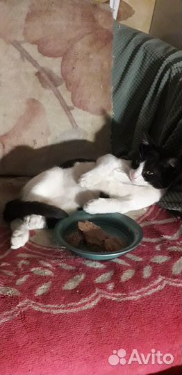 Отдаю кота в добрые руки