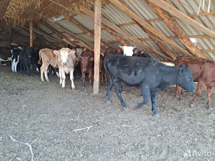 Продаются бычки и тёлочки
