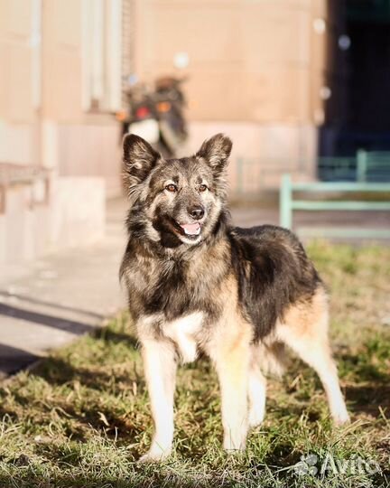 Красавчик Вальтер В Дар В Добрые Руки