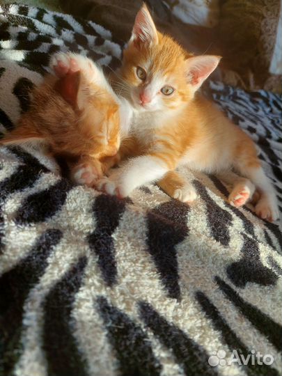 Рыженький котёнок