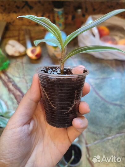 Традесканция белая