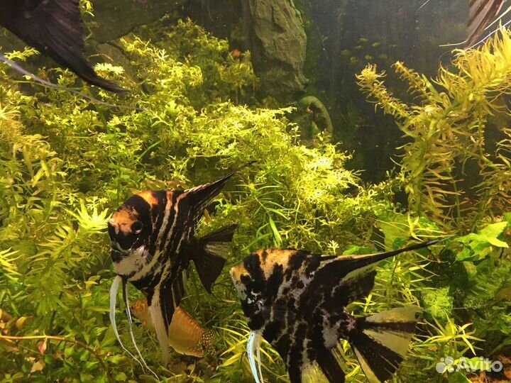 Растения аквариумные