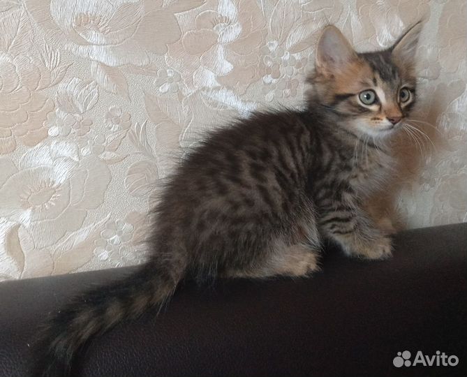 Отдам в добрые руки