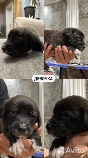 Щенки курцхаара