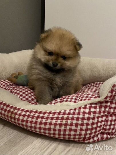 Померанский шпиц мини девочка