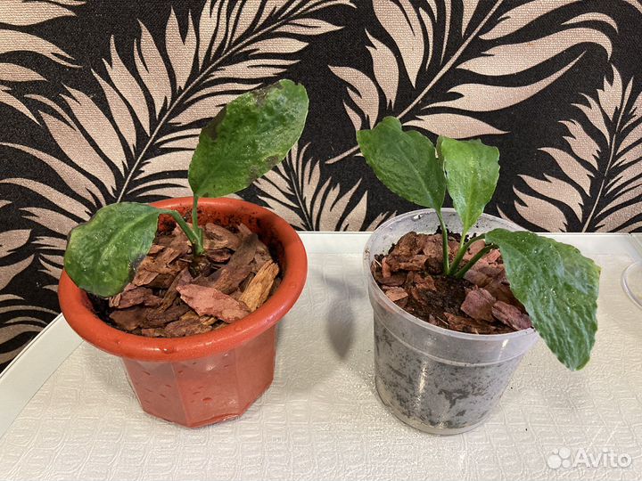 Спатифиллум /женское счастье