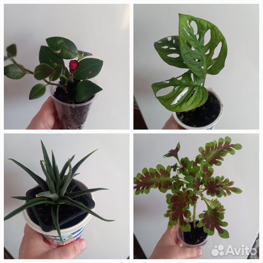 Сортовые цветы