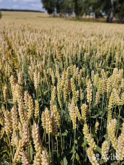 Продам пшеницу овёс