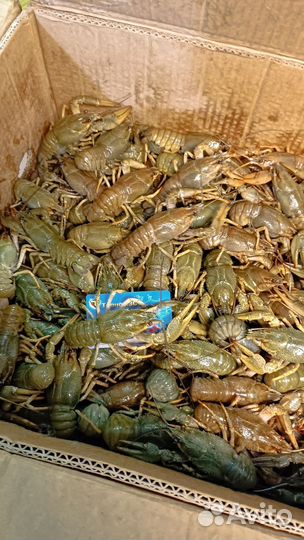 Красная икра Раки