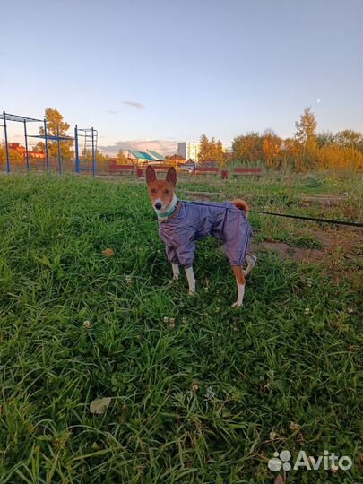 Костюм для собаки